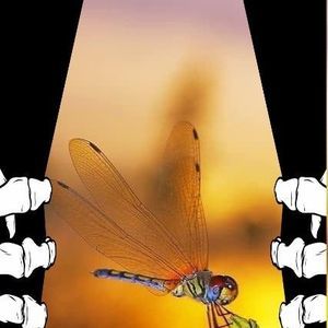 Meet your Posher, Connie